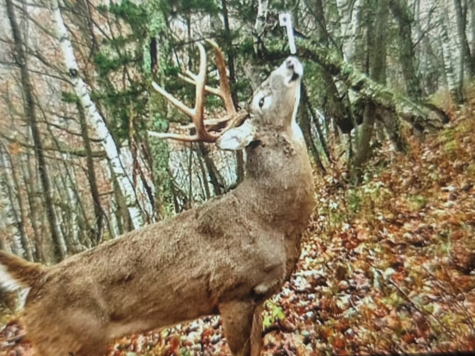 Mock Scrapes That Work | Year-Round Deer Hunting Tips